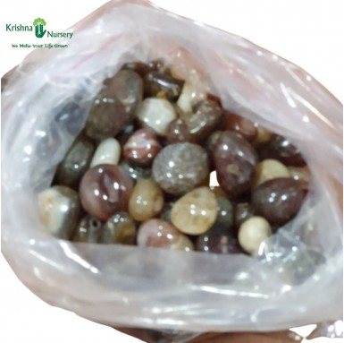 Onex Pebbles (Color: Brown, Size: Medium) - Pebbles -  - onex-pebbles-color-brown-size-medium -   