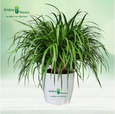 Dracaena Draco Plant - Indoor Plants - Dracaena Draco Plant | Dragon Tree | Drago Plant - Krishna Nursery - dracaena-draco-plant