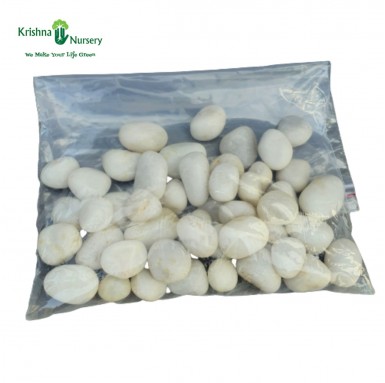 White Double Polished Pebbles (Size: Medium) - Pebbles -  - white-double-polished-pebbles-size-medium -   