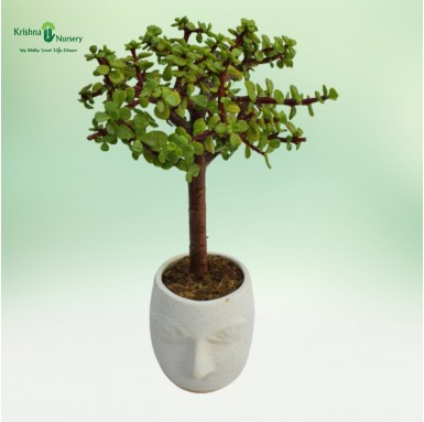 Jade Bonsai - 4 inch - White Pot