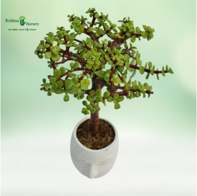 Jade Bonsai - Bonsai Plants -  - jade-bonsai -   