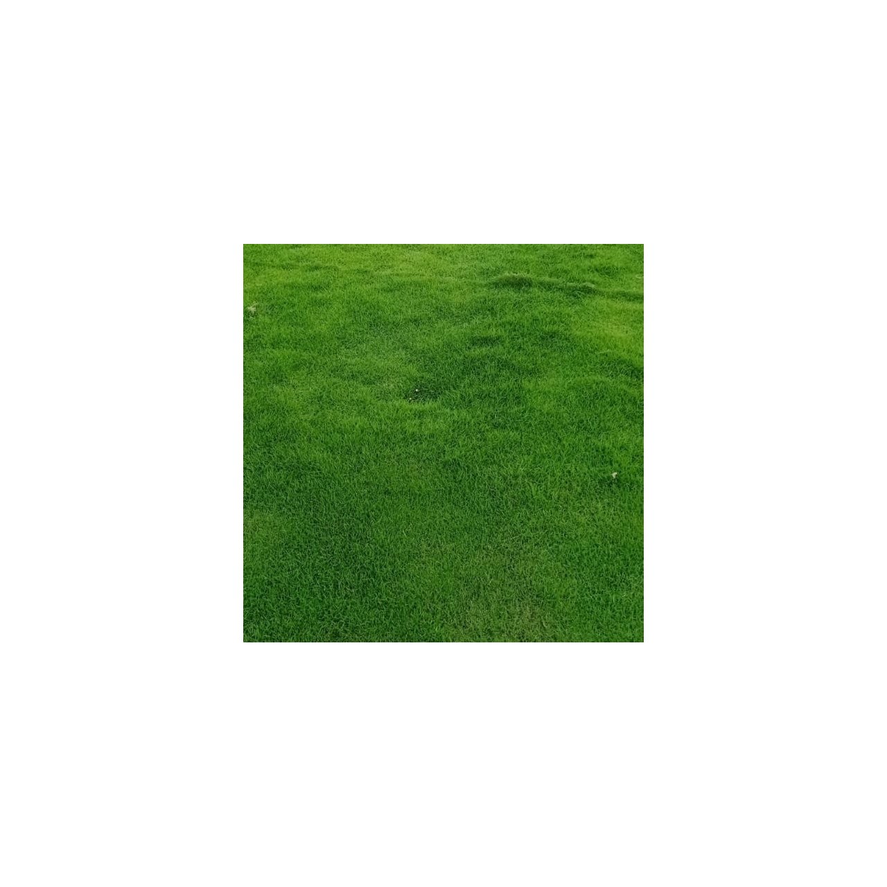 Selection No.1 Grass