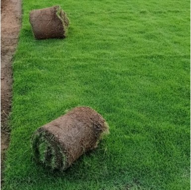 Selection No.1 Grass - Carpet Grasses -  - selection-no1-grass -   