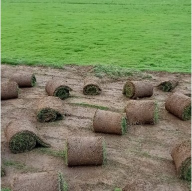 Maxican Grass - Carpet Grasses -  - maxican-grass -   
