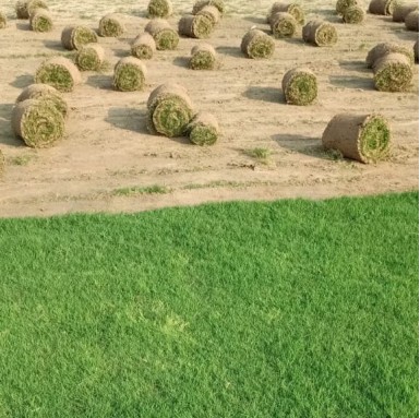 Maxican Grass - Carpet Grasses -  - maxican-grass -   