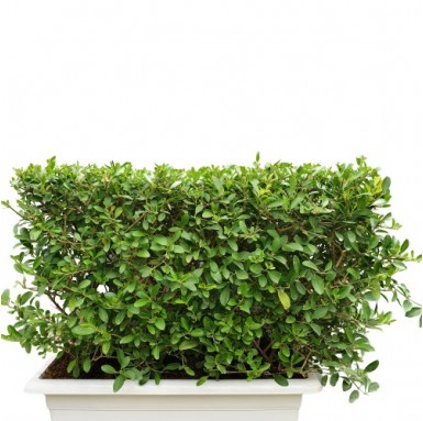 Inerme Ready Hedge Plant - Outdoor Plants -  - inerme-ready-hedge-plant -   