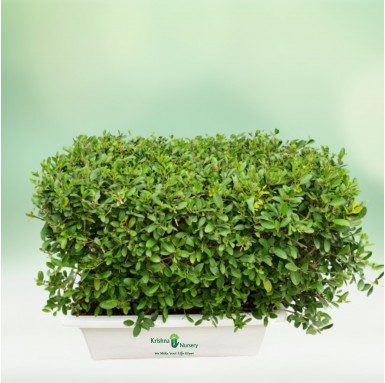 Anarmi Ready Hedge Plant - 24 Inch - White Pot