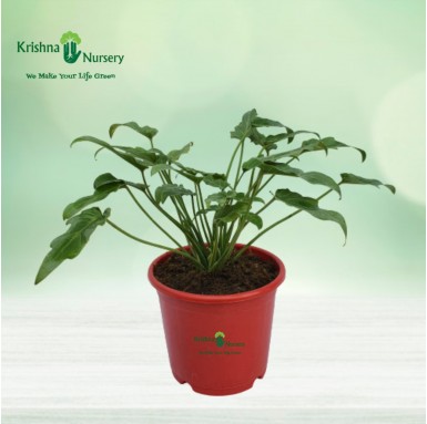 Green Xanadu Plant - Indoor Plants - Green Xanadu Plant - Philodendrons - Remove Toxins - Krishna Nursery - green-xanadu-air-pur
