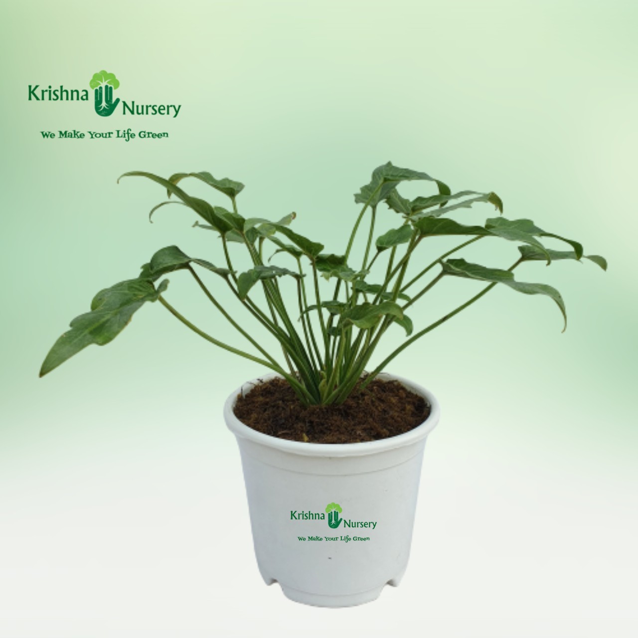Green Xanadu Plant - Indoor Plants - Green Xanadu Plant - Philodendrons - Remove Toxins - Krishna Nursery - green-xanadu-air-pur