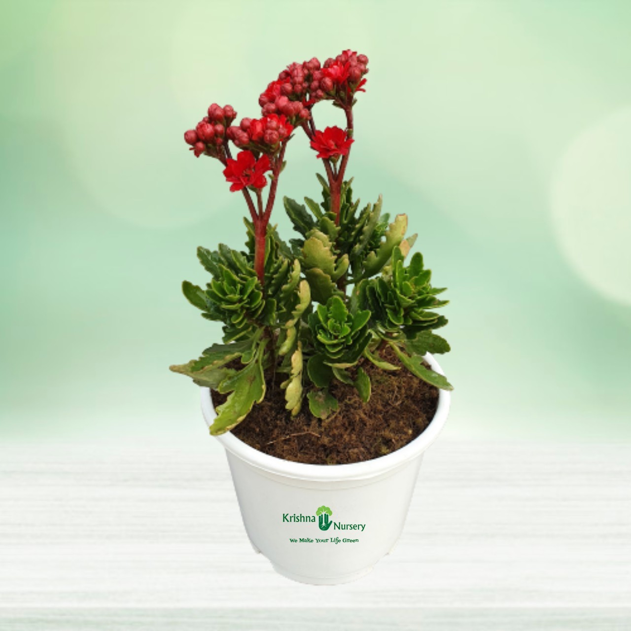 Dwarf Kalanchoe Flower Plant - 5 Inch - White Pot