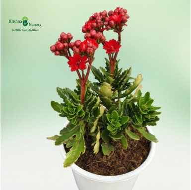 Dwarf Kalanchoe Flower Plant - 5 Inch - White Pot