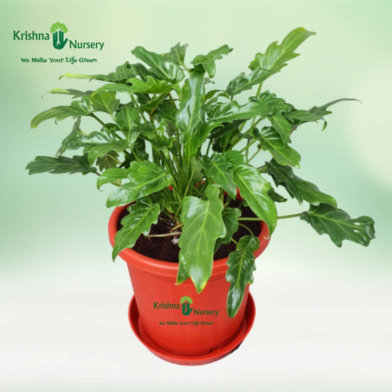 Green Xanadu Plant - 10 inch - Red Pot