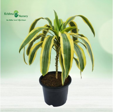 Victoria Plant - Indoor Plants - Victoria Plant - Air Purifying Houseplant - Krishna Nursery - victoria-plant-air-purifying-hous