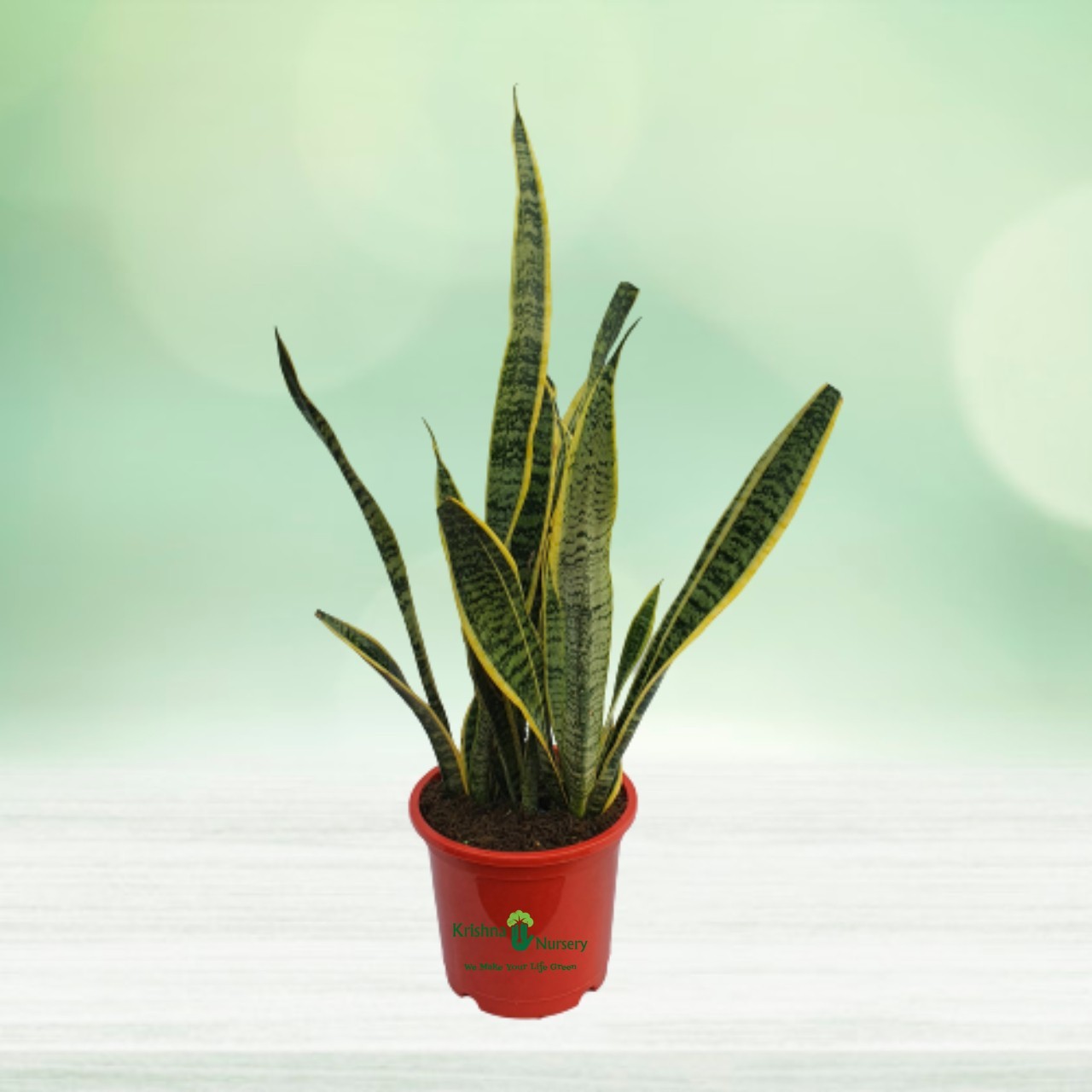 Snake Plant with 10" Pot - Sansevieria Plant - Indoor Plants -  - snake-plant-with-10-pot-sansevieria-plant -   