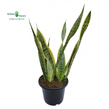 Snake Plant with 8" Pot - Indoor Plants -  - snake-plant-with-8-pot -   