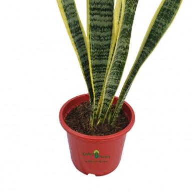 Snake Plant with 8" Pot - Indoor Plants -  - snake-plant-with-8-pot -   