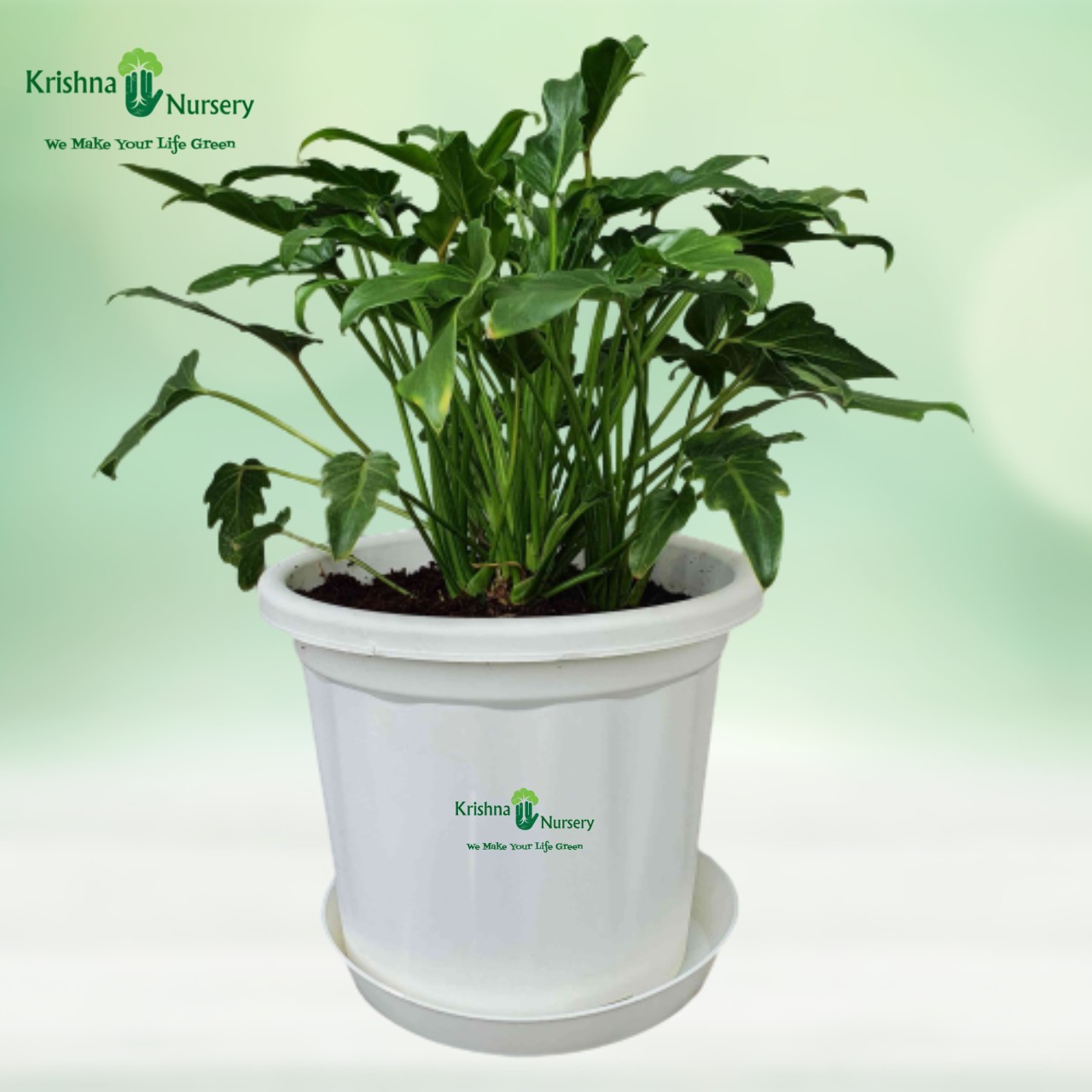 Green Xanadu Plant - 10 inch - White Pot