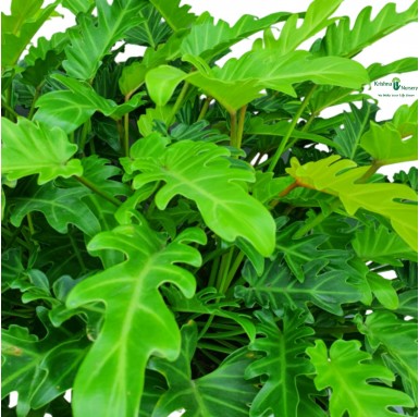 Golden Xanadu Plant - Indoor Plants -  - golden-xanadu-plant -   