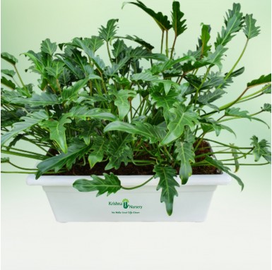 Green Xanadu with 24" Tray - Indoor Plants -  - green-xanadu-with-24-tray -   