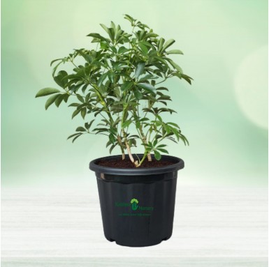 Schefflera Plant - 10 Inch - Black Pot
