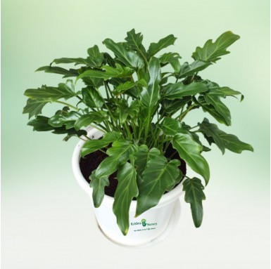Green Xanadu Plant - 10 inch - White Pot