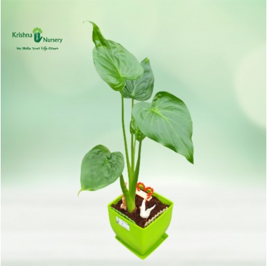 Alocasia Plant - Indoor Plants - Alocasia Plants - Air Purifier - Buy Houseplants Online - Krishna Nursery - alocasia-plant-arro