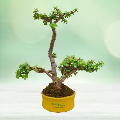 Miniature Jade Bonsai - 6 Inch - Yellow Pot