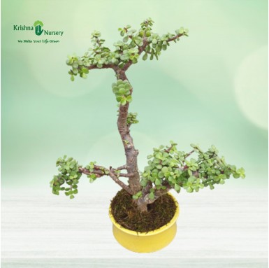 Miniature Jade Bonsai - 6 Inch - Yellow Pot