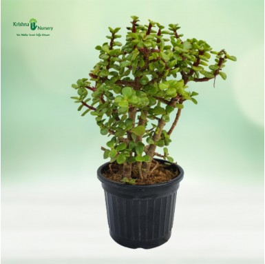Jade Plant - Outdoor Plants -  - -jade-plant -   