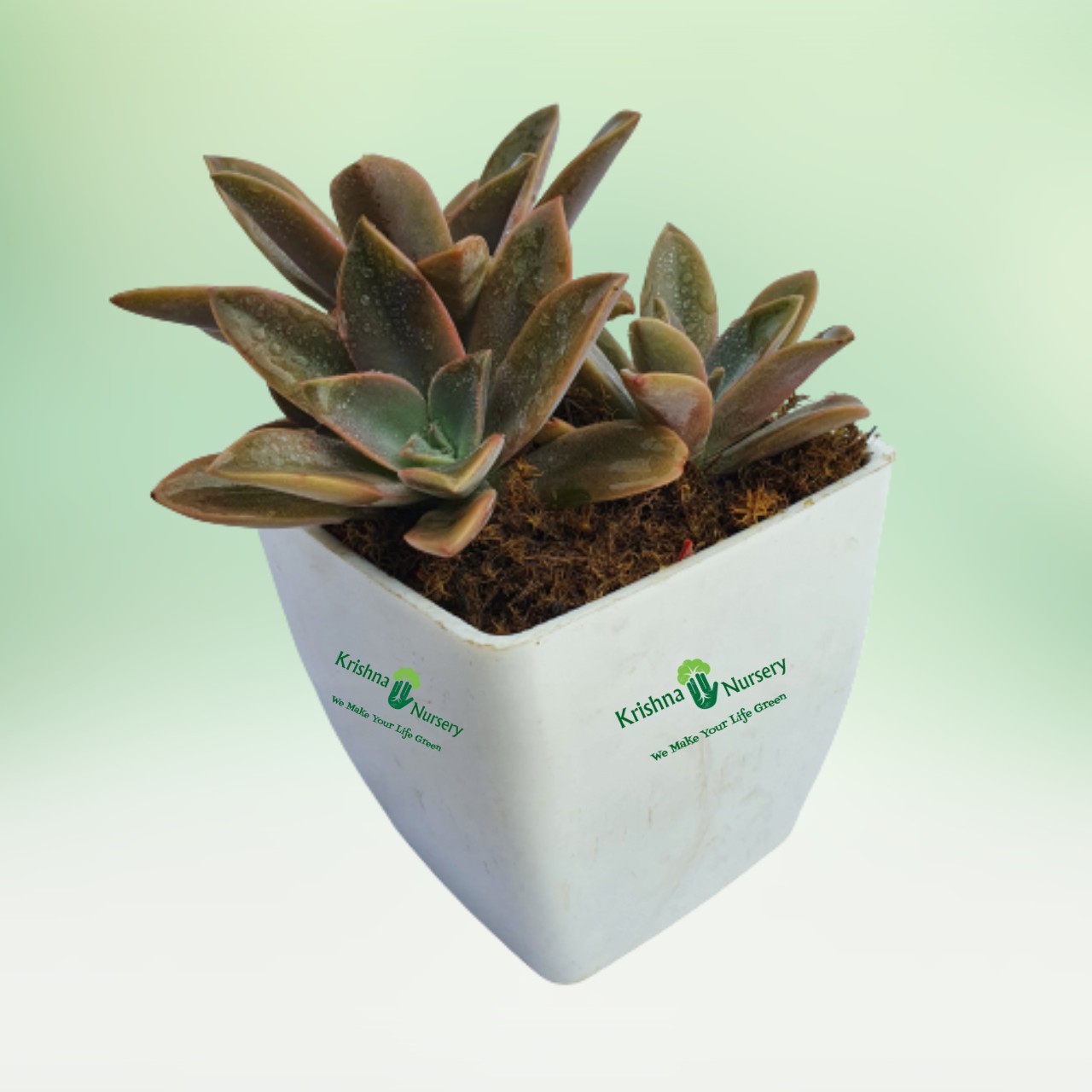 Graptopetalum Succulent - 4 Inch - White Pot