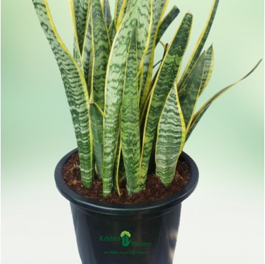 Snake Plant - Dracaena Trifasciata - Indoor Plants - Buy Snake Plants Online | Dracaena Trifasciata | Krishna Nursery - snake-pl