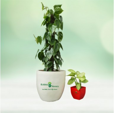 Oxycardium Plant with Fiber Pot - Indoor Plants -  - oxycardium-plant-with-fiber-pot -   
