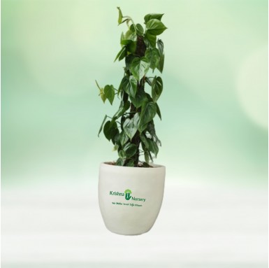 Oxycardium Plant with Fiber Pot - Indoor Plants -  - oxycardium-plant-with-fiber-pot -   