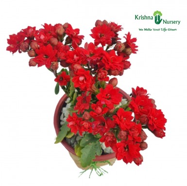 Dwarf Kalanchoe Gifting Plant - 6 Inch - Red Pot