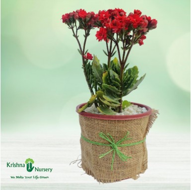 Dwarf Kalanchoe Gifting Plant - Winter Seasonal Plants -  - dwarf-kalanchoe-gifting-plant -   