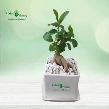 Bonsai Plant - 4 Inch - White Pot