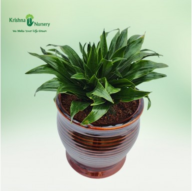 Dracena Compacta Plant - Gifting Plants -  - dracena-compacta-plant -   