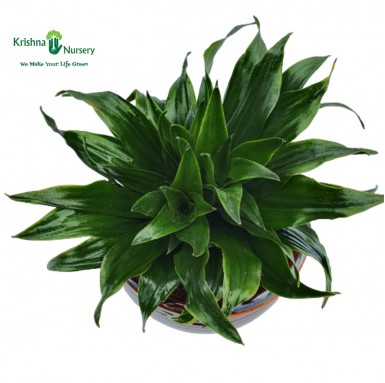 Dracena Compacta Plant - Gifting Plants -  - dracena-compacta-plant -   
