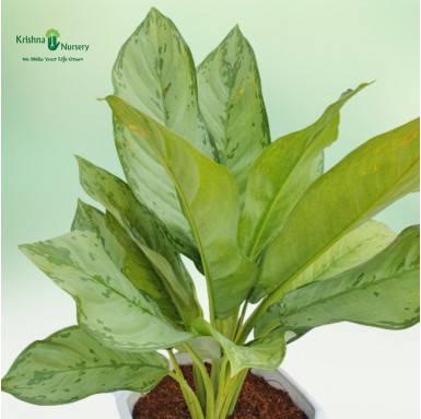 Green Aglaonema Plant - Gifting Plants -  - green-aglaonema-plant -   
