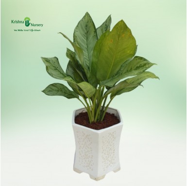 Green Aglaonema Plant
