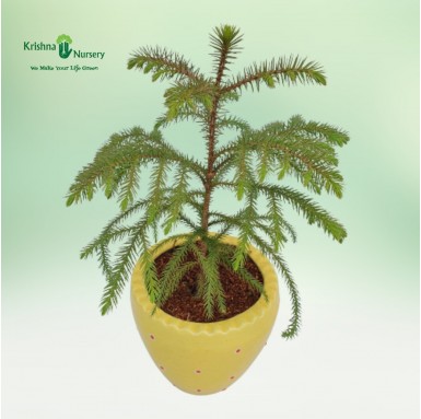 Small Araucaria Plant