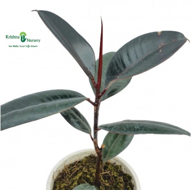 Rubber Plant - Gifting Plants -  - rubber-plant -   