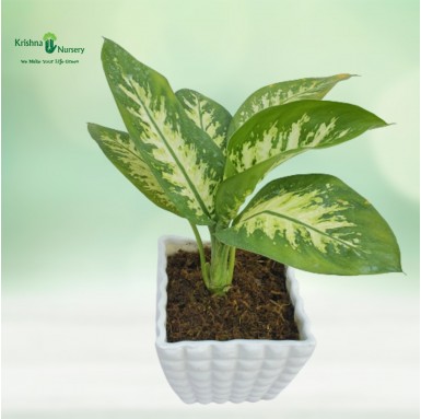 Dieffenbachia Plant - Gifting Plants -  - dieffenbachia-plant -   
