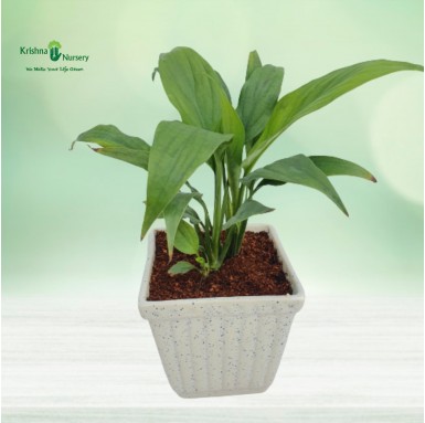 Peace Lily Plant - Gifting Plants -  - peace-lily-plant -   