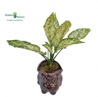 Aglaonema Snow White with Duck Pot - Gifting Plants -  - aglaonema-snow-white-with-duck-pot -   
