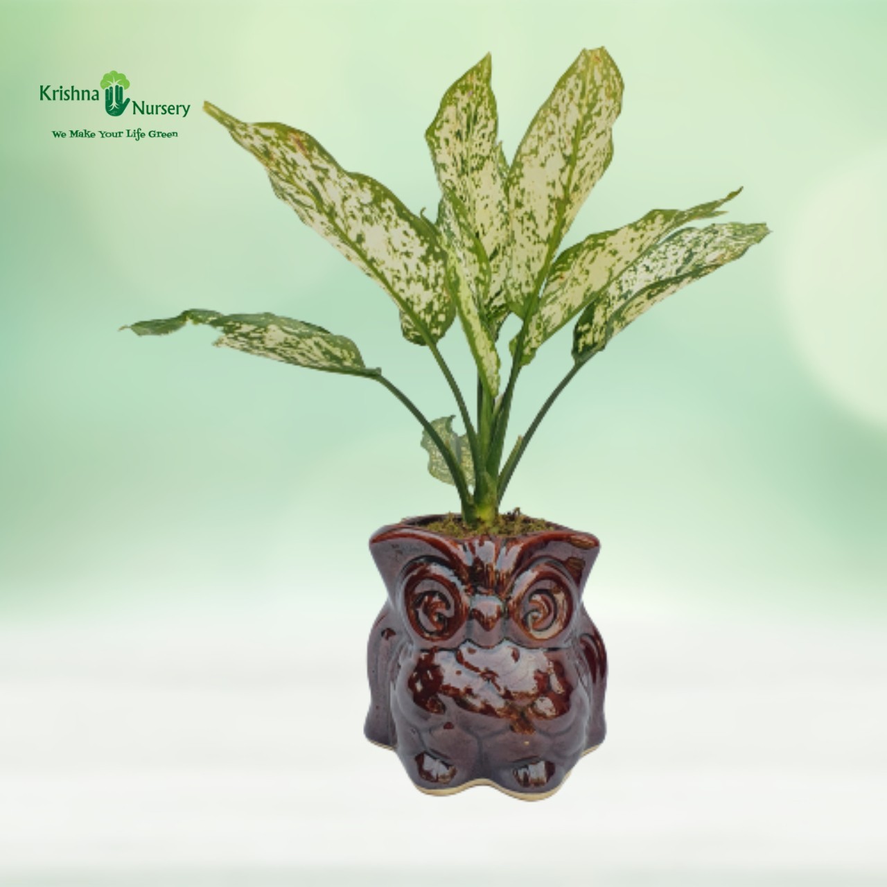 Aglaonema Snow White with Brown Pot - Gifting Plants -  - aglaonema-snow-white-with-brown-pot -   
