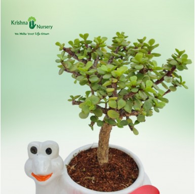 Jade Plant with Tortoise Pot - Gifting Plants -  - jade-plant-with-tortoise-pot -   