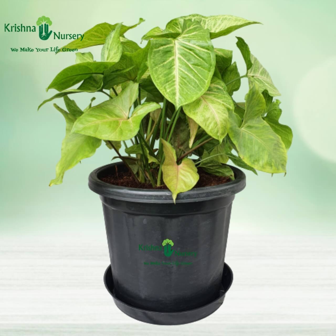 Syngonium Golden Plant - Indoor Plants - Buy Syngonium Golden Plant in Noida - Air Purifier - Krishna Nursery - syngonium-golden