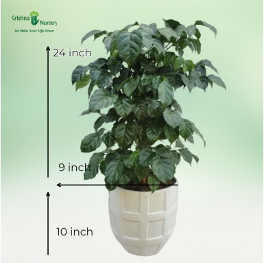 Radermachera Sinica Plant - Indoor Plants -  - radermachera-sinica-plant -   