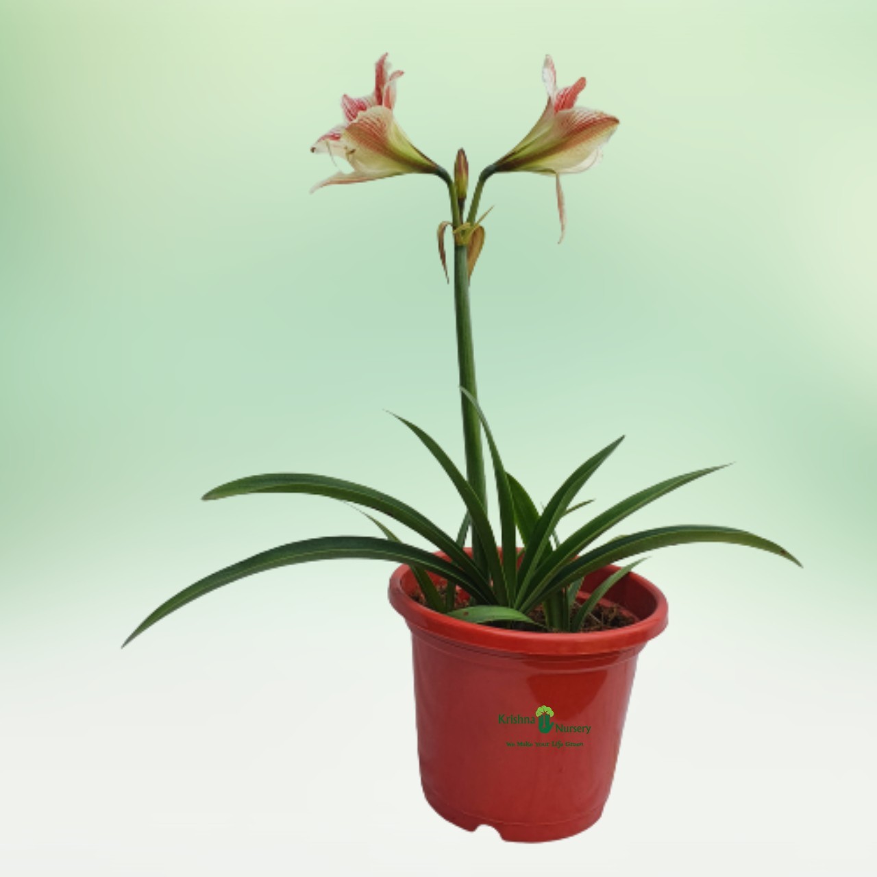 Amaryllis Lily Plant - Flower Plants -  - amaryllis-lily-plant -   